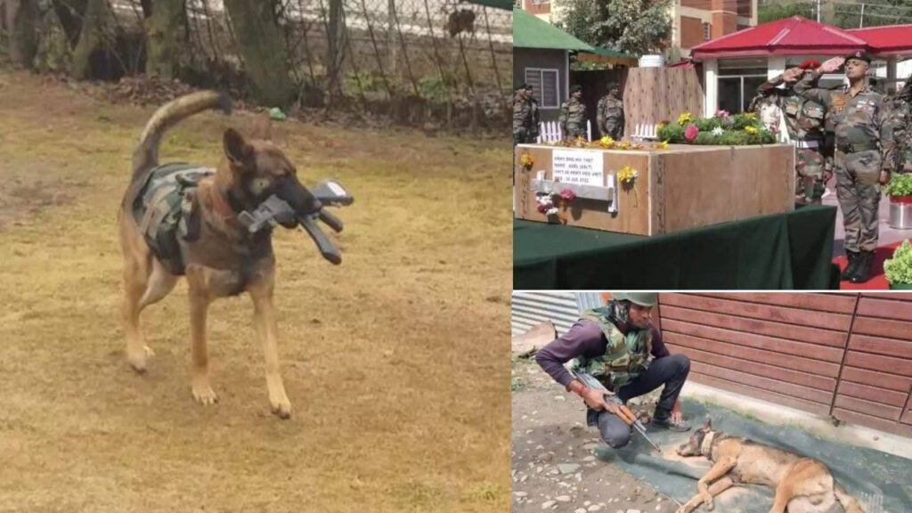 Army Dog Axel