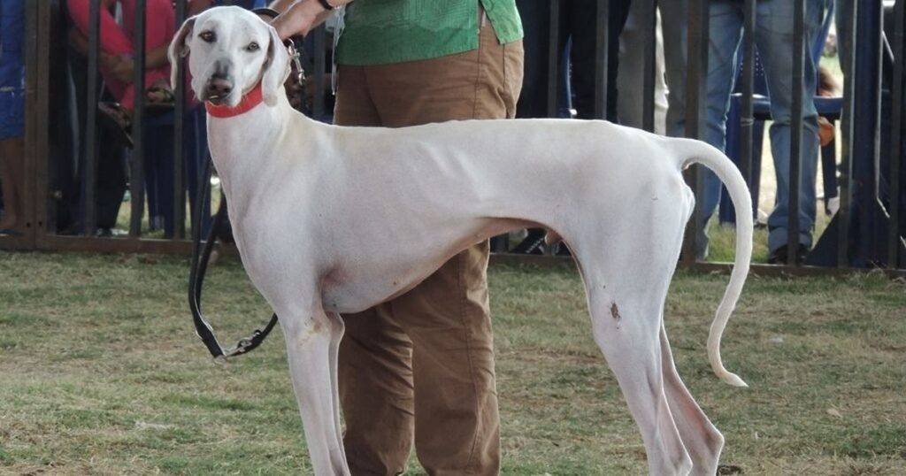 Indian Mudhol Hounds Now Part of PM's Security
